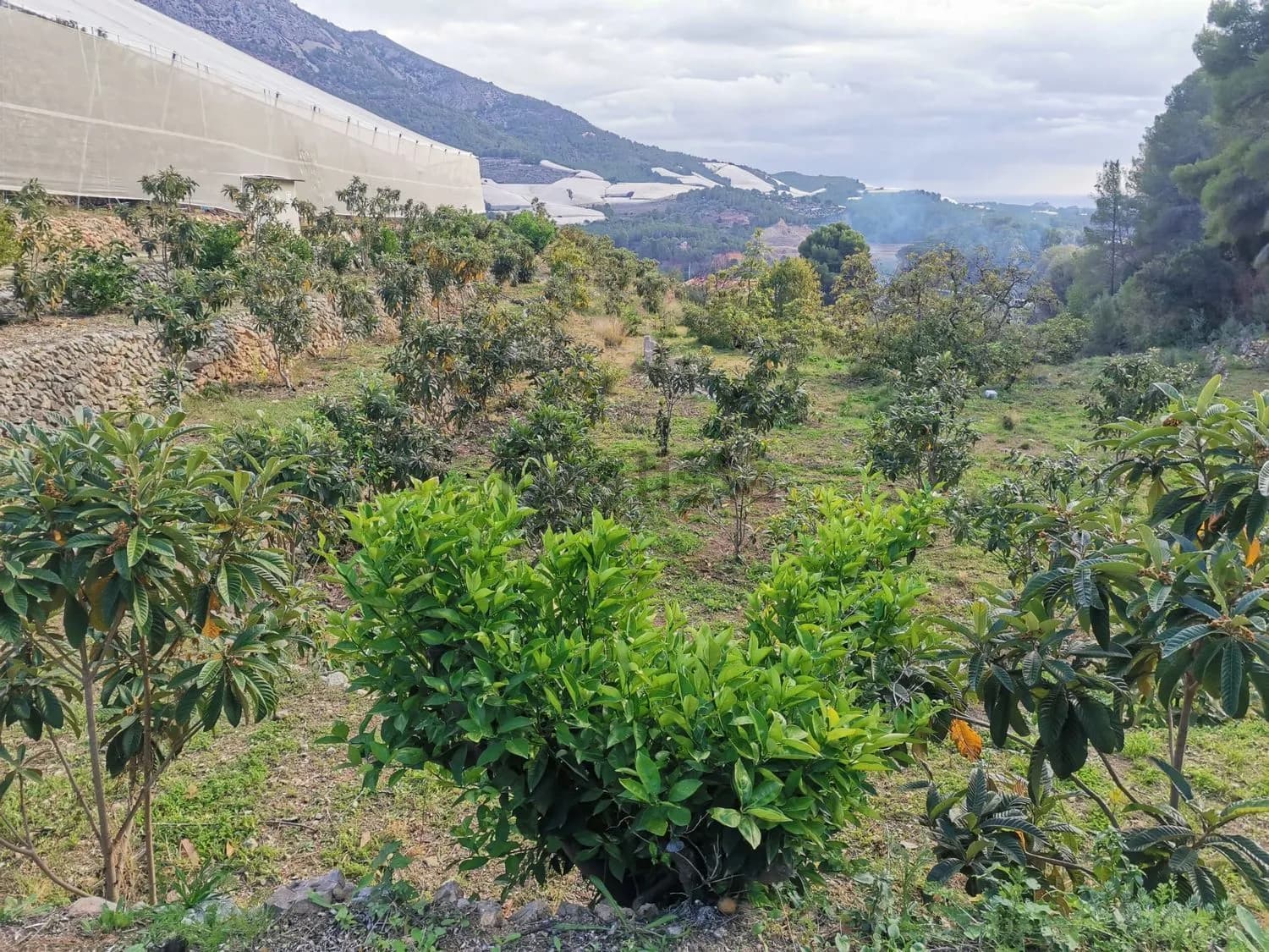 Terreno en venta en Cv-715