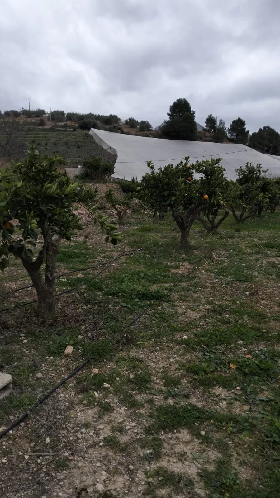 TERRENO EN BOLULLA DE 2200m2
