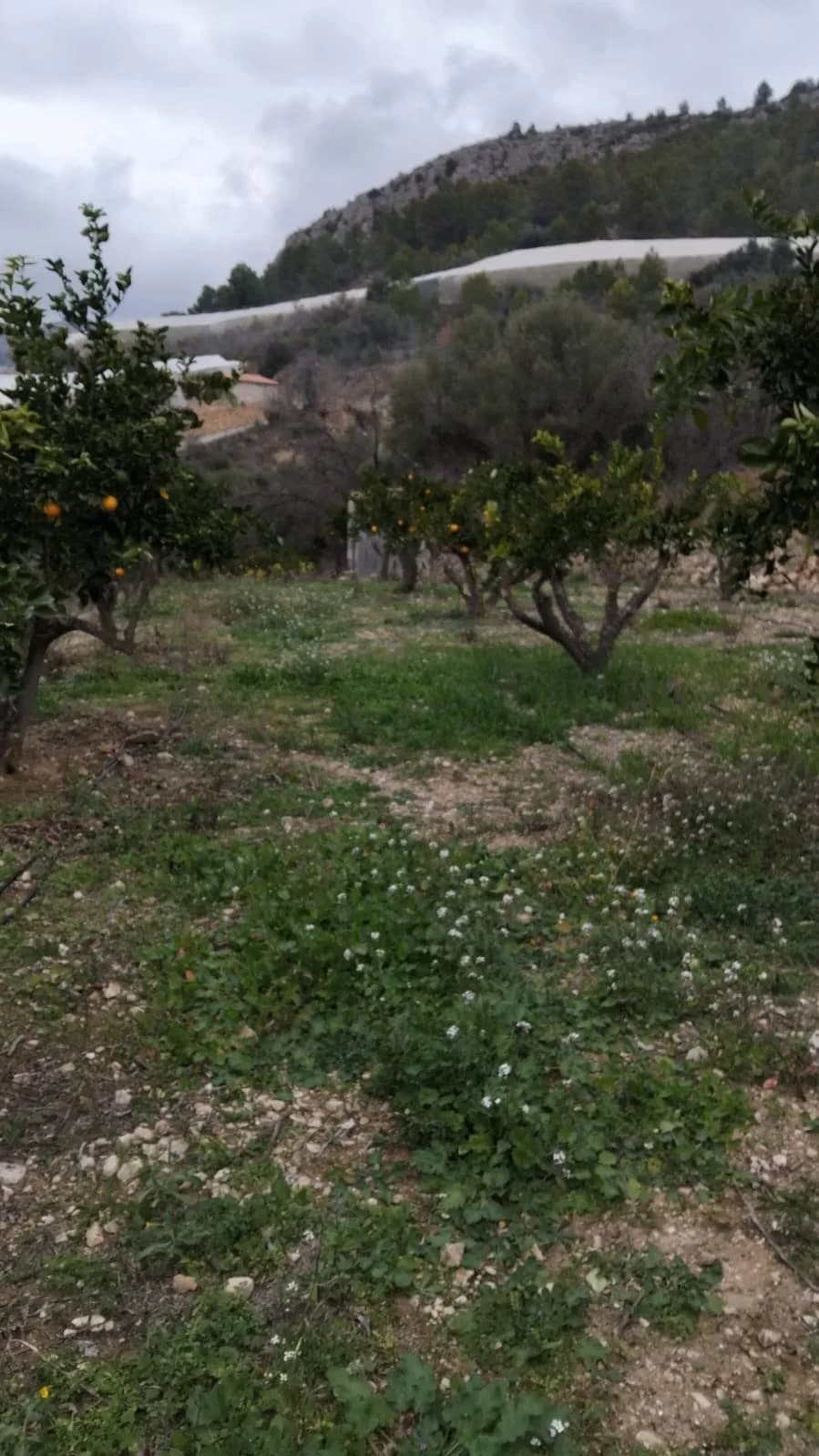 TERRENO EN BOLULLA DE 2200m2